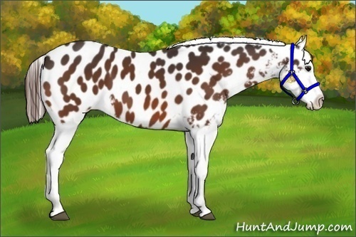 Horse Color:Bay Appaloosa 