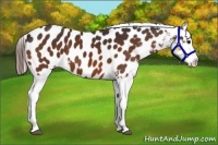 Horse Color:Bay Appaloosa 