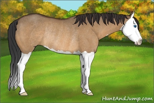 Horse Color:Bay Dun Splash Rabicano 