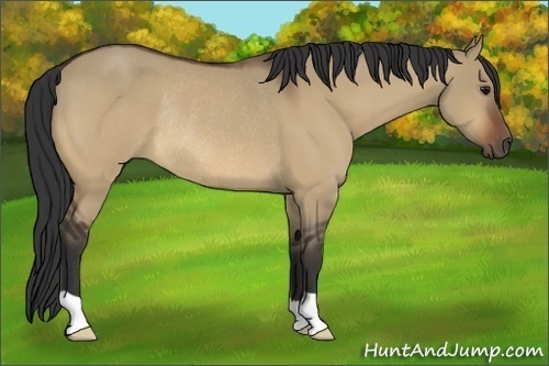 Horse Color:Bay Dun Rabicano 