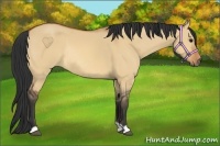 Horse Color:Bay Dun Rabicano 