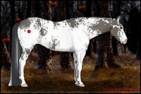 Horse Color:White Spotted Grullo