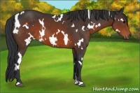 Horse Color:White Spotted Brown 