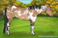 Horse Color:White Spotted Bay Dun 