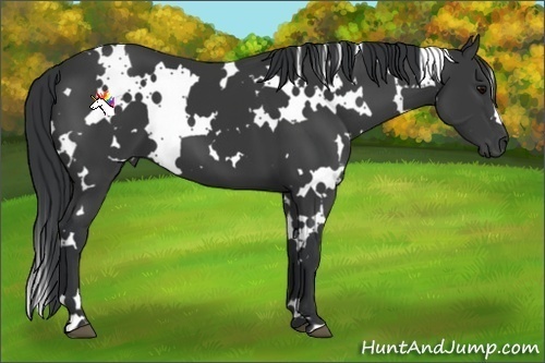 Horse Color:White Spotted Black