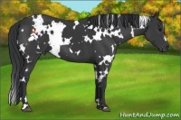 Horse Color:White Spotted Black