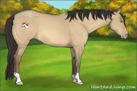 Horse Color:Amber Champagne Dun 