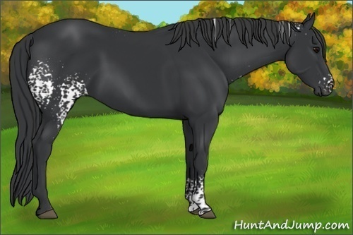 Horse Color:White Spotted Black 