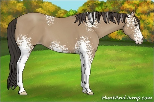 Horse Color:White Spotted Classic Champagne Sabino 