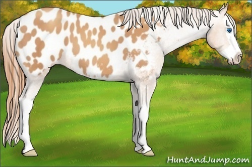 Horse Color:Gold Champagne Splash Near Leopard 