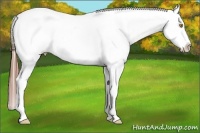 Horse Color:Amber Champagne Roan Splash Appaloosa 