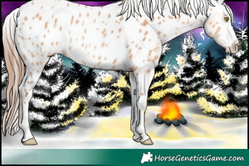 Horse Color:Amber Champagne Appaloosa Rabicano 