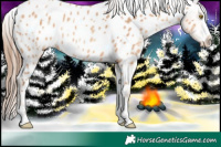 Horse Color:Amber Champagne Appaloosa Rabicano 