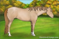 Horse Color:Chestnut Pearl 