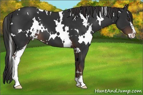 Horse Color:White Spotted Liver Chestnut Sabino 