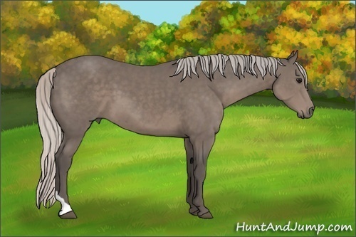 Horse Color:Silver Black Tobiano 