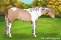 Horse Color:Bay Pearl Tobiano Rabicano