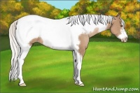 Horse Color:Silver Black Pearl Tobiano Frame Rabicano