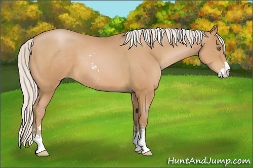 Horse Color:Silver Bay Pearl Sabino 