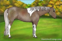 Horse Color:Silver Black Tobiano Rabicano