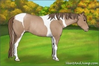 Horse Color:Black Pearl Tobiano Rabicano