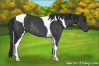Horse Color:Black Tobiano Rabicano