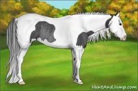 Horse Color:Black Splash Tobiano Rabicano