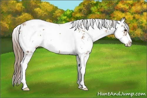 Horse Color:Black Pearl Sabino 