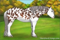 Horse Color:Bay Sabino Splash Near Leopard 