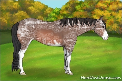 Horse Color:Bay Ice Sabino