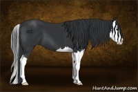 Horse Color:Black Sabino Splash 