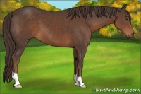 Horse Color:Liver Chestnut 