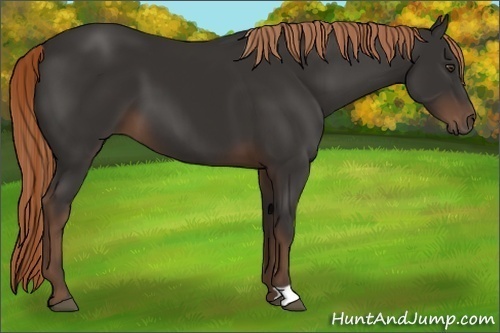 Horse Color:Liver Chestnut 