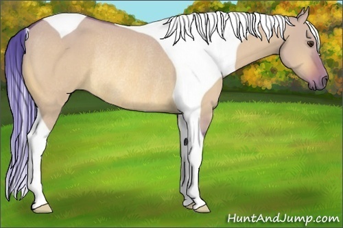 Horse Color:Watercolor Buckskin Dun Tobiano Rabicano 