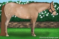 Horse Color:Brown Pearl Frame