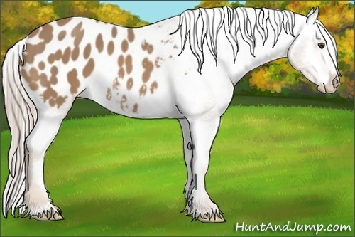 Horse Color:Palomino Appaloosa