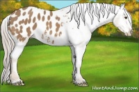 Horse Color:Palomino Appaloosa