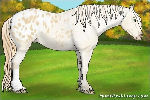 Horse Color:Amber Cream Champagne Appaloosa 