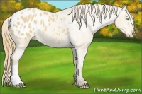 Horse Color:Amber Cream Champagne Appaloosa 