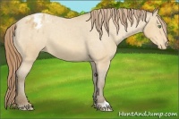 Horse Color:Amber Cream Champagne Appaloosa 