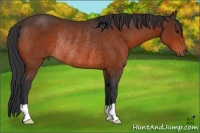 Horse Color:Bay Rabicano 