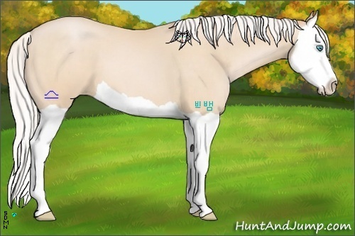 Horse Color:Silver Buckskin Pearl Splash 
