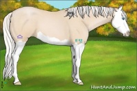 Horse Color:Silver Buckskin Pearl Splash 