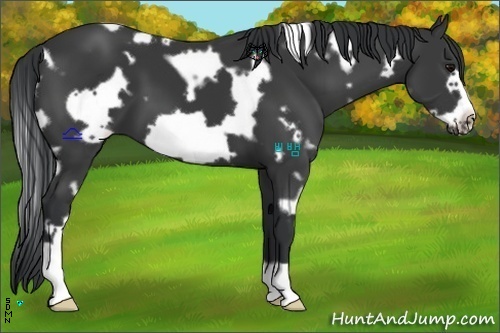 Horse Color:White Spotted Black Frame