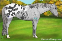 Horse Color:Smoky Black Appaloosa 