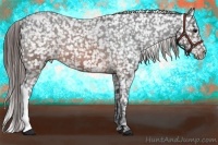 Horse Color:Brown Appaloosa 