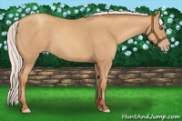 Horse Color:Silver Amber Champagne Frame 