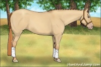 Horse Color:Gold Champagne Dun Frame 