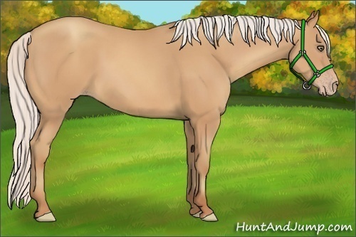 Horse Color:Silver Amber Champagne Frame 
