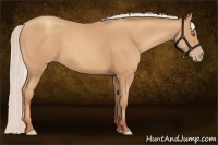 Horse Color:Silver Amber Champagne Frame 